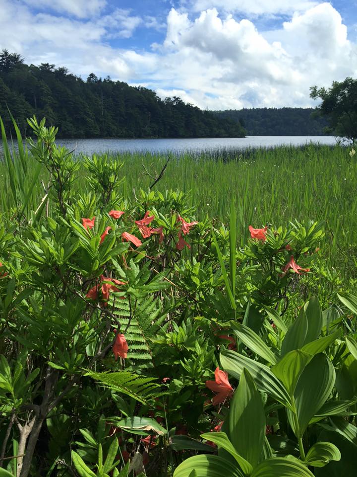 Beautiful Oze national park