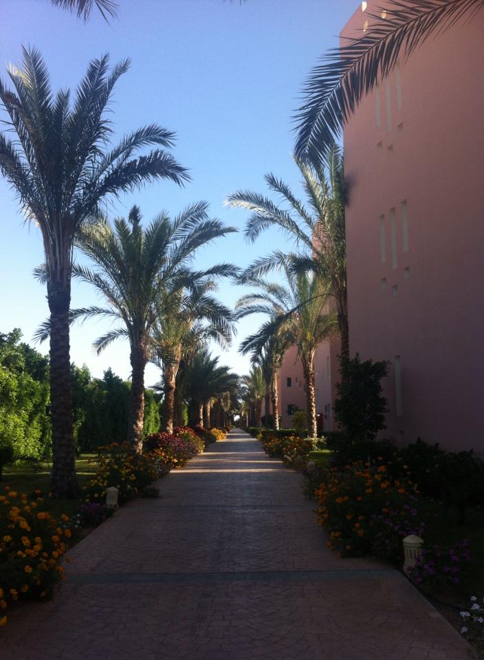 Palm tree lined walkways