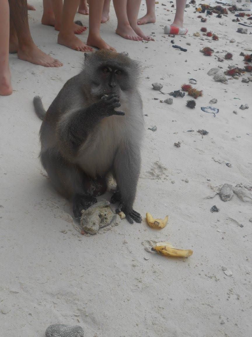 A monkey actually eating a healthy banana rather than a can of full fat coke...