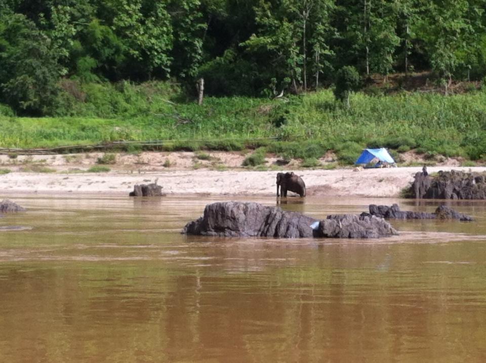 Elephant bathing in the Mekong river